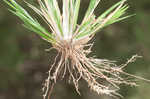 Redtop panicgrass